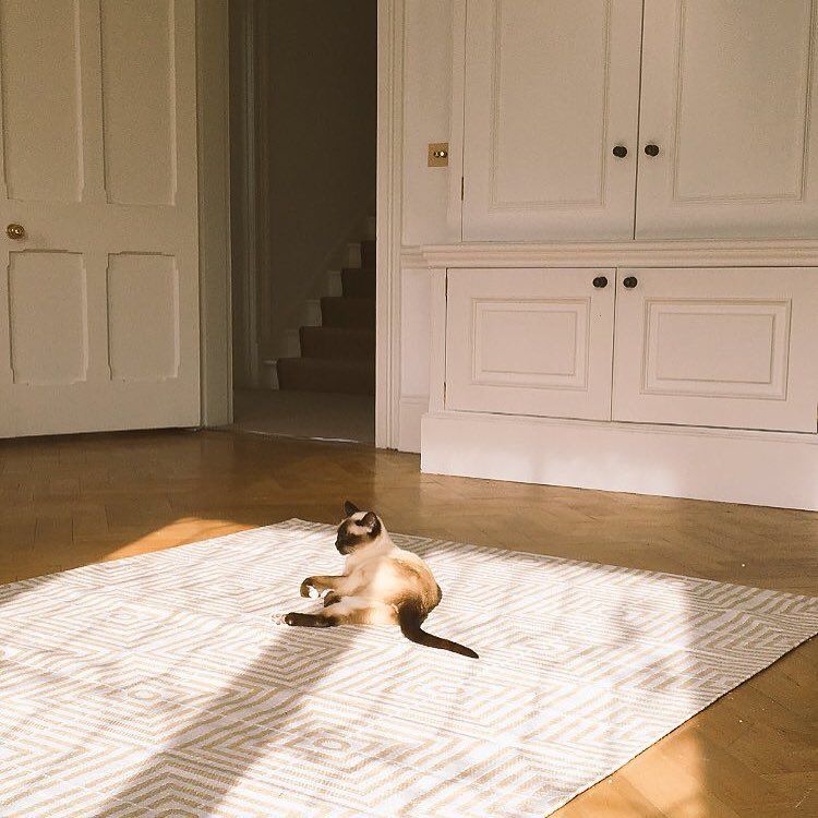 room with white wood wardrobe and cat on rug