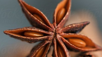 How to use Star Anise aka Chakra Phool oil for hair growth