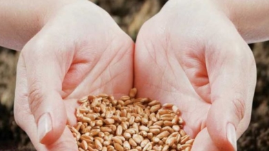 These powerful seeds stimulate hair growth