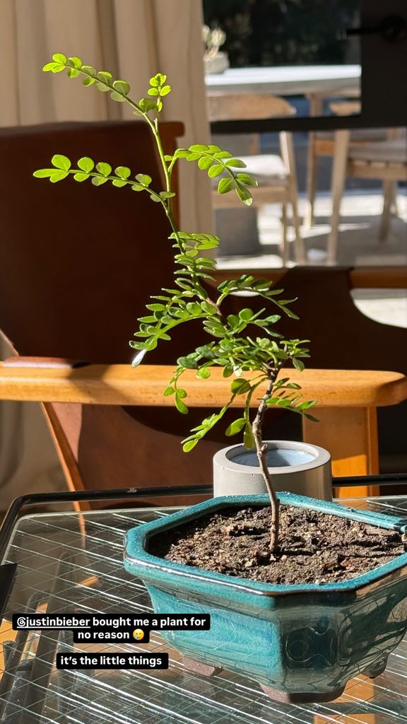 Hailey Bieber shares a photo of the plant she was gifted by husband Justin Bieber on Instagram Stories