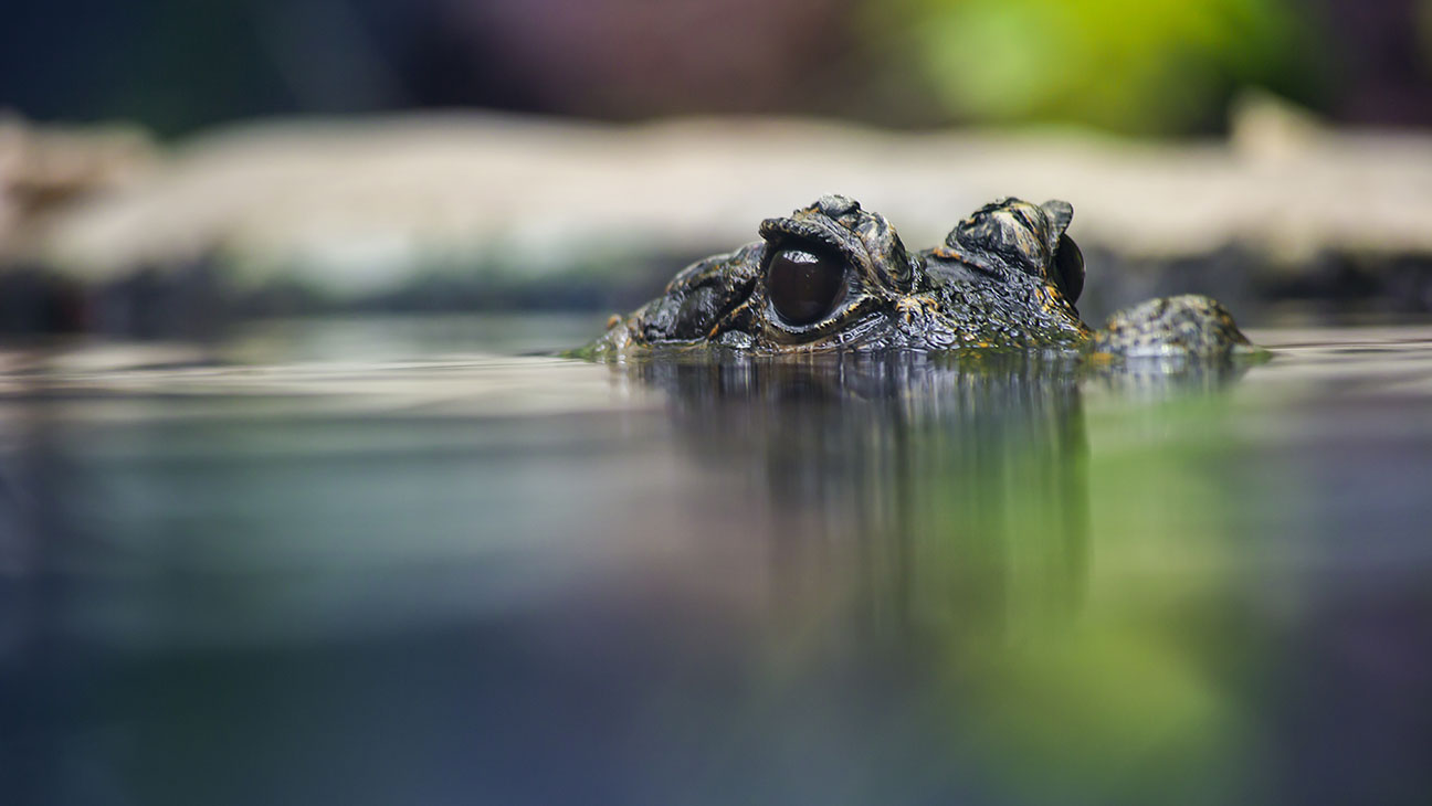 West African Dwarf Crocodile