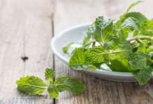 Pudina leaves for hair health: Benefits, how to use them, and more