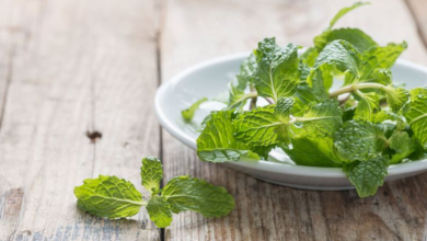 Pudina leaves for hair health: Benefits, how to use them, and more