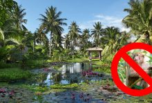 Despite their ubiquity on the show, long-tailed macaques are kept away from the Anantara Mai Khao Phuket resort.