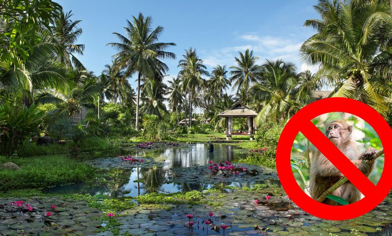 Despite their ubiquity on the show, long-tailed macaques are kept away from the Anantara Mai Khao Phuket resort.