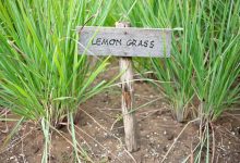 Regrow Hair Naturally: Unlock the Power of Lemongrass for Bald Patches |