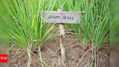 Regrow Hair Naturally: Unlock the Power of Lemongrass for Bald Patches |