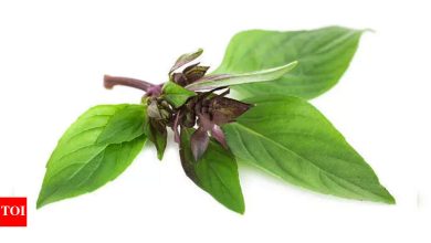 Thai Basil for Hair Growth: How to use Thai Basil to regrow hair on bald patches |