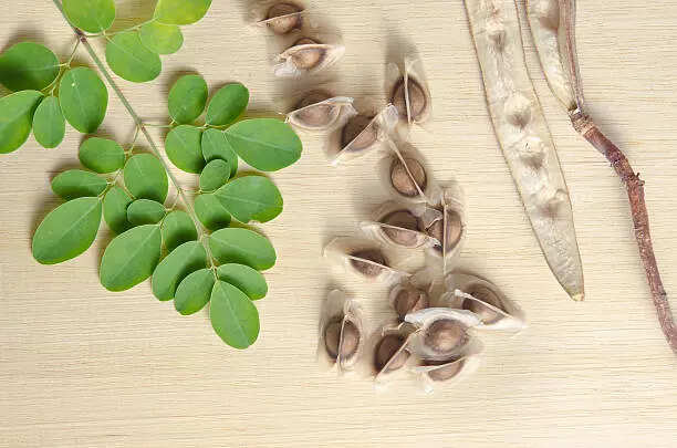Not just Moringa juice, here's how you can use Moringa Seeds for hair growth