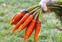 Carrot Seed Oil Benefits: Unearthing the secrets of carrot seed oil for healthy skin |