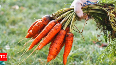 Carrot Seed Oil Benefits: Unearthing the secrets of carrot seed oil for healthy skin |