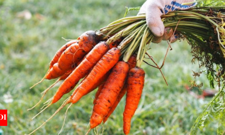 Carrot Seed Oil Benefits: Unearthing the secrets of carrot seed oil for healthy skin |
