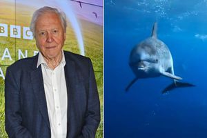 Sir David Attenborough attends the Global Launch of BBC Studios' "Planet Earth III" at Frameless on October 12, 2023 in London, England. Ocean's Animals National Geographic