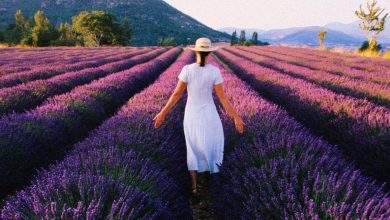 These 10 Lavender Fragrances Are Basically a Trip to Provence in a Bottle