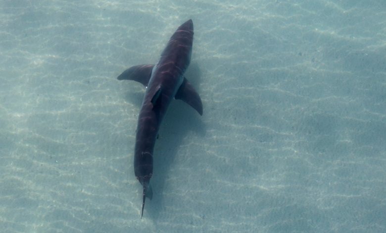 Shark Week 2025 Brings New Thrills and Old Favorites to Discovery
