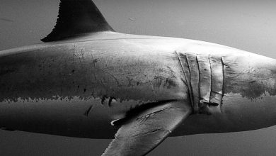 How to watch Sharkfest 2025