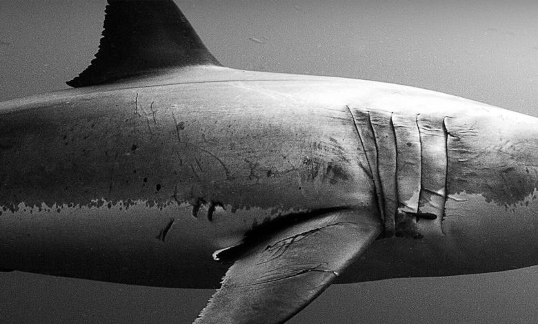 How to watch Sharkfest 2025