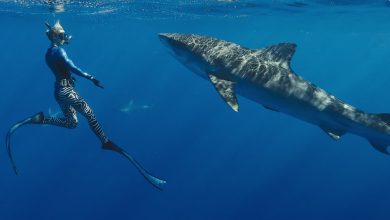 Netflix Is Shark-Attacking Discovery and Nat Geo This Summer
