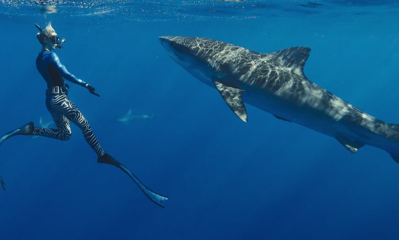 Netflix Is Shark-Attacking Discovery and Nat Geo This Summer