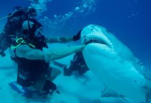The Enduring Popularity of ‘Shark Week,’ Discovery’s Secret Ratings Weapon