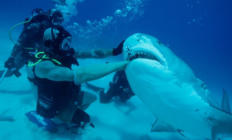 The Enduring Popularity of ‘Shark Week,’ Discovery’s Secret Ratings Weapon