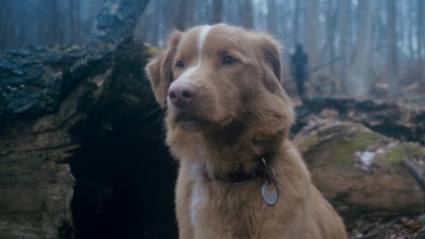 ‘Good Boy’ Trailer Shows Haunted House From Dog’s Perspective