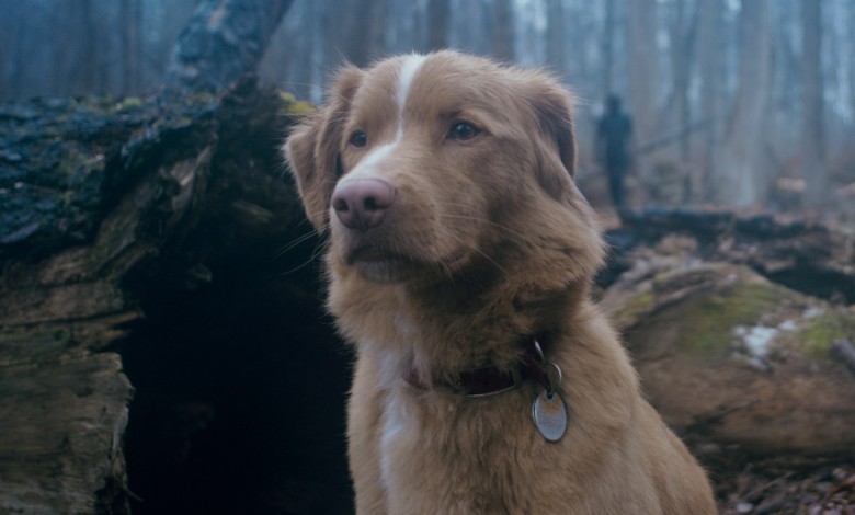 ‘Good Boy’ Trailer Shows Haunted House From Dog’s Perspective