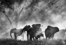 Ghost Elephants