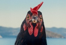 György Pálfi’s ‘Hen’ Asks Us: What If Humans Are the Side Characters? (Exclusive San Sebastian Trailer)