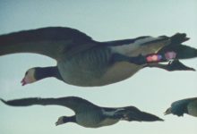 Is It a Bird? Is It a Plane? No, It’s ‘Super Nature’!