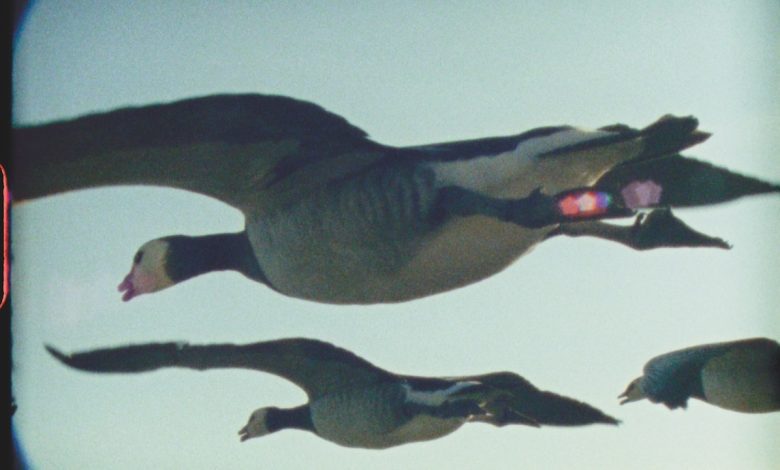 Is It a Bird? Is It a Plane? No, It’s ‘Super Nature’!