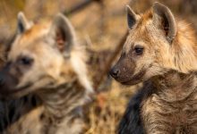A pair of spotted hyenas: How to watch
