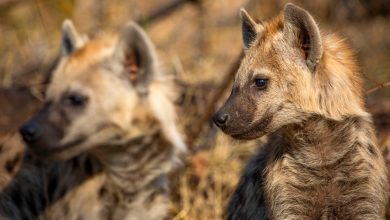 A pair of spotted hyenas: How to watch