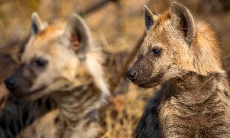A pair of spotted hyenas: How to watch