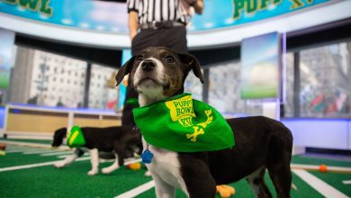 Puppy Bowl on Monday, January 28, 2019 on Today Season 68