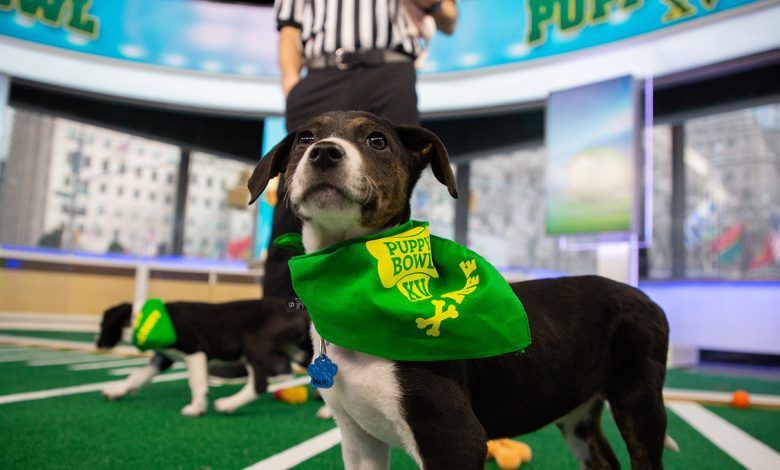 Puppy Bowl on Monday, January 28, 2019 on Today Season 68